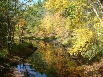 Stream through the school forest