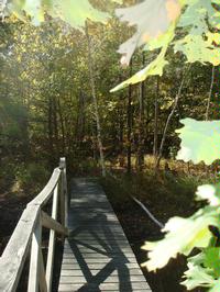 Walk bridge in the school forest