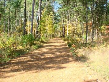 Dirt road through the forest