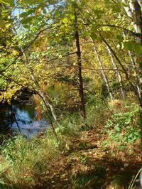 Walking trail through the forest