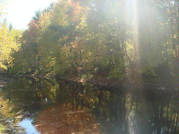 Light reflecting from water in forest